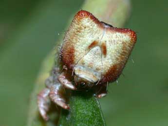  Chenille de Biston betularia L. - ©Philippe Mothiron