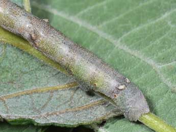  Chenille de Biston betularia L. - Philippe Mothiron