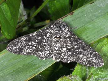 Biston betularia L. adulte - Philippe Mothiron