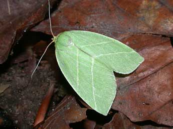 Bena bicolorana Fuessly adulte - ©Philippe Mothiron