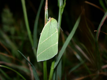 Bena bicolorana Fuessly adulte - ©Philippe Mothiron