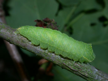  Chenille de Bena bicolorana Fuessly - ©Philippe Mothiron