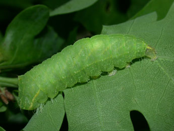  Chenille de Bena bicolorana Fuessly - ©Philippe Mothiron