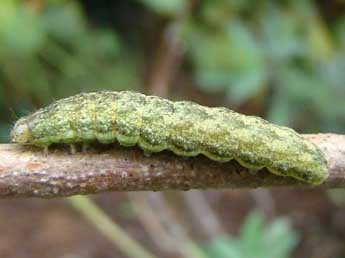  Chenille de Hecatera bicolorata Hfn. - Brigitte Seys