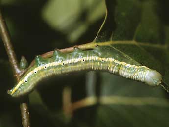  Chenille de Leucodonta bicoloria D. & S. - Serge Wambeke