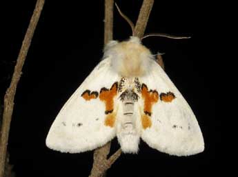 Leucodonta bicoloria D. & S. adulte - ©Sylvain Montagner