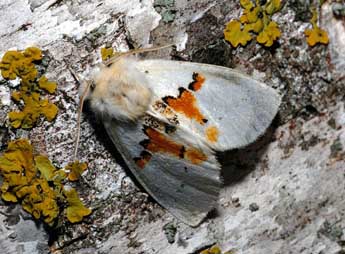 Leucodonta bicoloria D. & S. adulte - Franois Spill