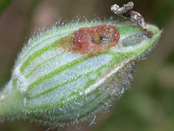  Chenille de Hadena bicruris Hfn. - ©Philippe Mothiron