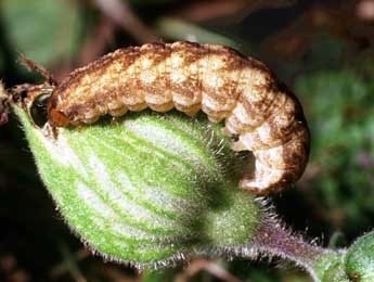  Chenille de Hadena bicruris Hfn. - ©Philippe Mothiron