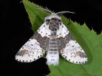 Furcula bicuspis Bkh. adulte - Alexis Borges