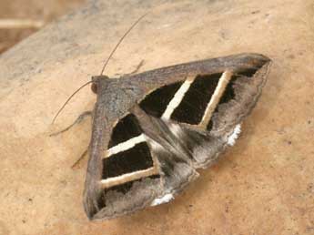 Grammodes bifasciata Petagna adulte - Daniel Morel