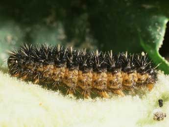  Chenille de Lerautia bifasciata Rbr - ©Philippe Mothiron