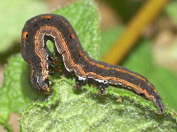  Chenille de Grammodes bifasciata Petagna - ©Lionel Taurand