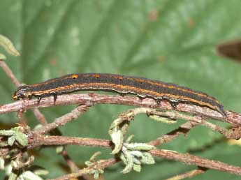  Chenille de Grammodes bifasciata Petagna - Lionel Taurand