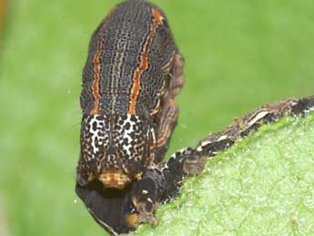  Chenille de Grammodes bifasciata Petagna - Lionel Taurand