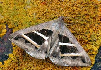 Grammodes bifasciata Petagna adulte - David Demerges