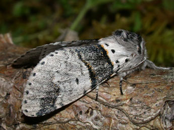 Furcula bifida Brahm adulte - ©Philippe Mothiron