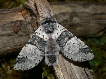 Furcula bifida Brahm adulte - Philippe Mothiron