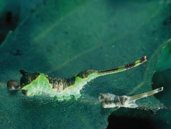  Chenille de Furcula bifida Brahm - ©Philippe Mothiron