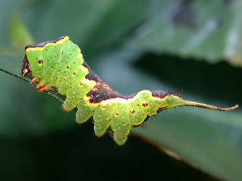  Chenille de Furcula bifida Brahm - ©Philippe Mothiron