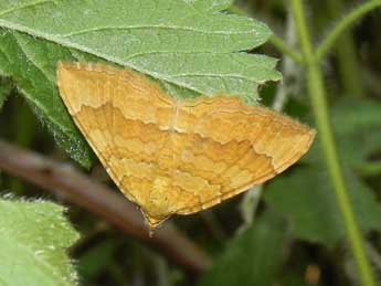 Camptogramma bilineata L. adulte - ©Philippe Mothiron