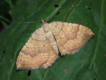 Camptogramma bilineata L. adulte - Philippe Mothiron