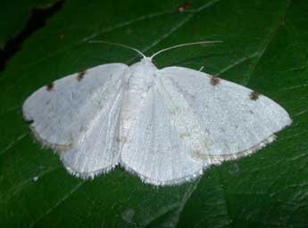 Lomographa bimaculata F. adulte - ©Philippe Mothiron