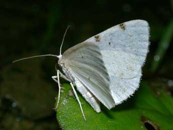 Lomographa bimaculata F. adulte - ©Philippe Mothiron