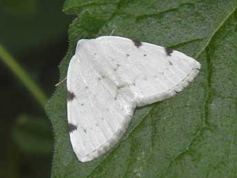 Lomographa bimaculata F. adulte - Philippe Mothiron