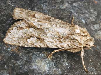 Meganephria bimaculosa L. adulte - Daniel Morel