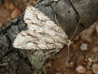 Meganephria bimaculosa L. adulte - ©Daniel Morel