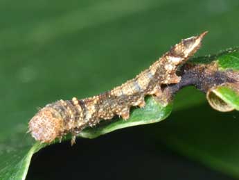  Chenille de Watsonalla binaria Hfn. - ©Philippe Mothiron