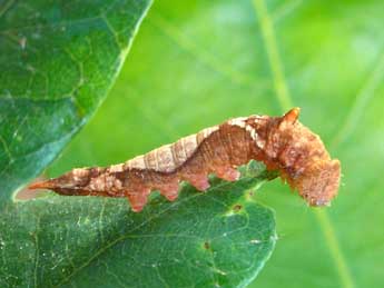  Chenille de Watsonalla binaria Hfn. - Jean-Pierre Favretto