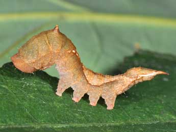  Chenille de Watsonalla binaria Hfn. - Philippe Mothiron