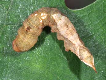  Chenille de Watsonalla binaria Hfn. - ©Philippe Mothiron