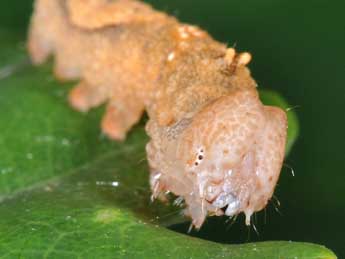  Chenille de Watsonalla binaria Hfn. - ©Philippe Mothiron