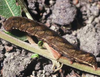  Chenille de Papestra biren Gze - Philippe Mothiron