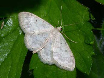 Idaea biselata Hfn. adulte - ©Philippe Mothiron