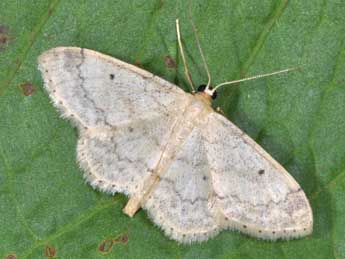 Idaea biselata Hfn. adulte - Philippe Mothiron