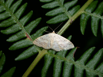 Idaea biselata Hfn. adulte - ©Philippe Mothiron