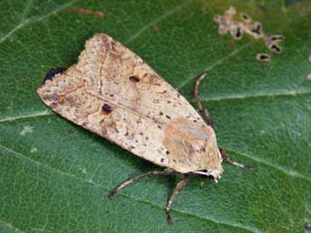 Leptologia blidaensis Stertz adulte - ©Daniel Morel