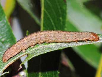  Chenille de Polia bombycina Hfn. - Stphane Grenier