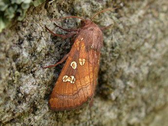 Gortyna borelii Pierret adulte - Philippe Mothiron