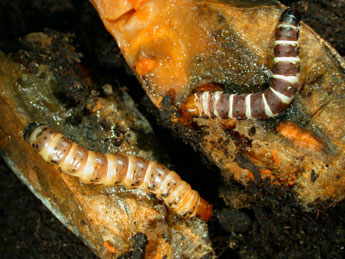  Chenille de Gortyna borelii Pierret - ©Philippe Mothiron