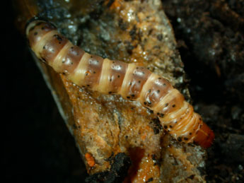  Chenille de Gortyna borelii Pierret - ©Philippe Mothiron