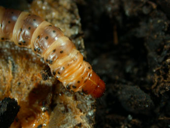  Chenille de Gortyna borelii Pierret - Philippe Mothiron