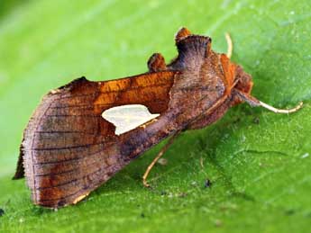 Autographa bractea D. & S. adulte - ©Daniel Morel