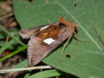 Autographa bractea D. & S. adulte - Philippe Mothiron