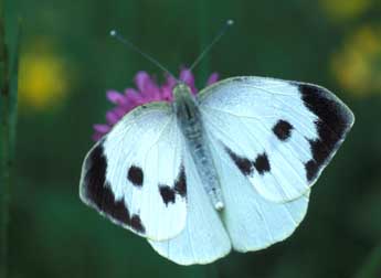 Pieris brassicae L. adulte - ©Tristan Lafranchis