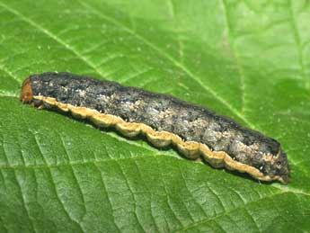  Chenille de Mamestra brassicae L. - Serge Wambeke